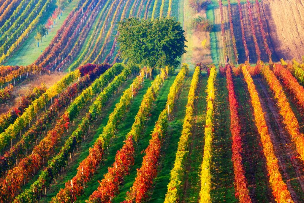 Foto: Shutterstock.com