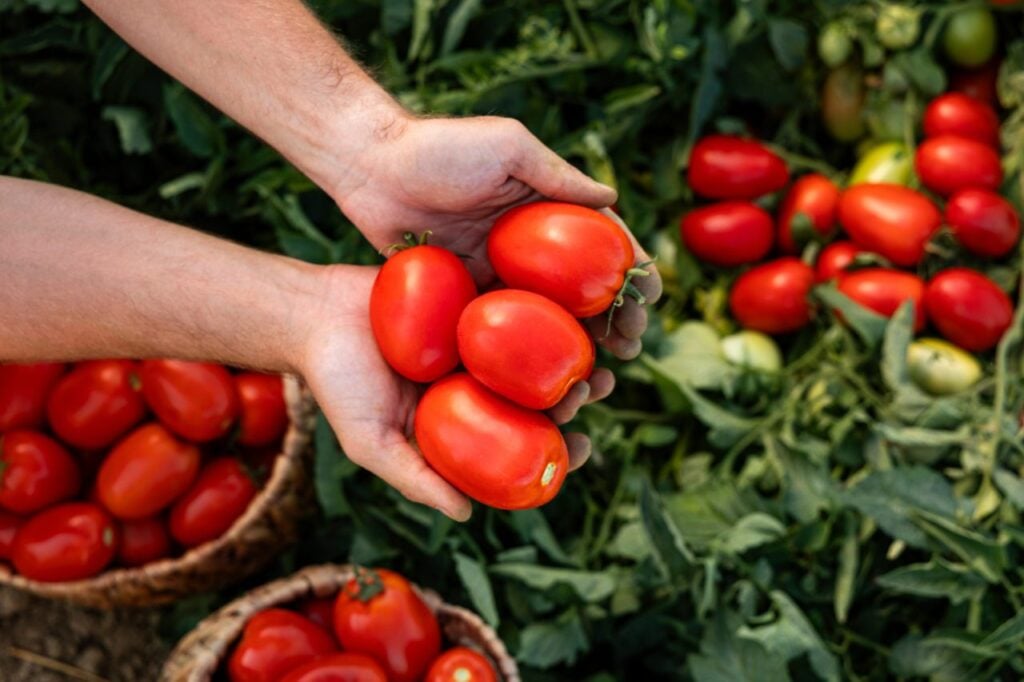 Foto: Shutterstock.com