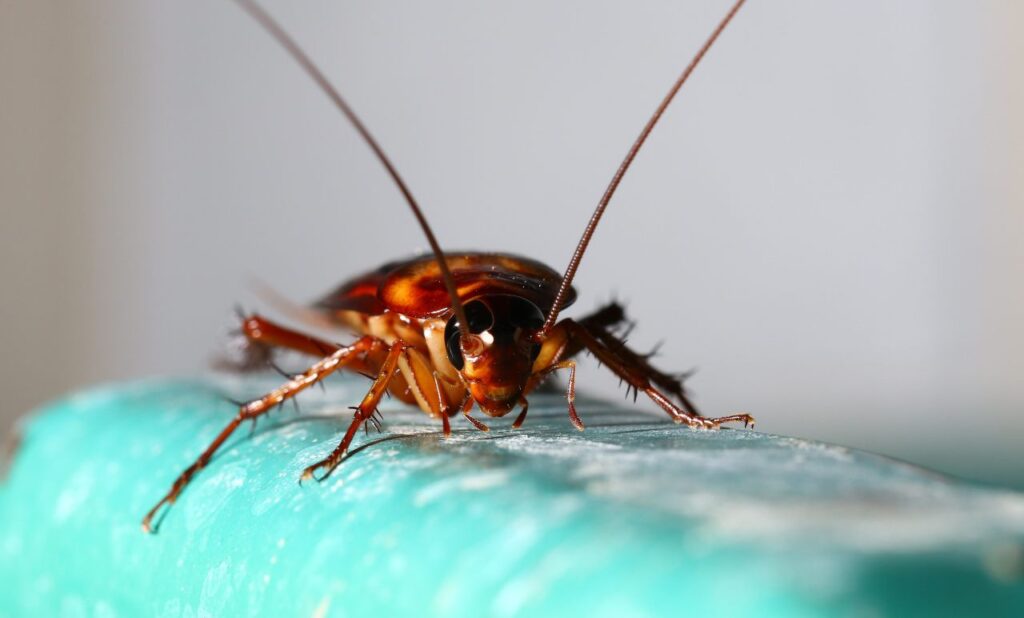 Foto: Shutterstock.com